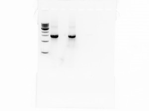 ATCC 15668 SPH1 2014-07-09 PCR purified