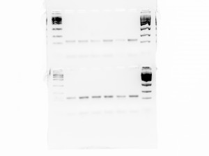 RT PCR 2014-07-16