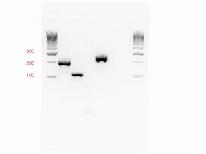 SPH-1 PCR 2014-07-14 11hr 10min